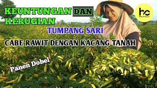 KEUNTUNGAN DAN KERUGIAN || TUMPANG SARI CABE RAWIT DENGAN KACANG TANAH || PETANI KABUPATEN TUBAN