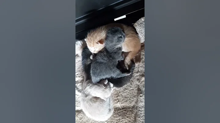 today was very cold time to get them in and keep them warm.