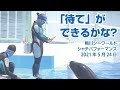 「待て」ができるかな？【2021年5月24日お昼のコミュニケーションタイム】Orca performance, Kamogawa Sea World, Japan