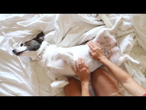 Dormir com pets: especialista explica se pode ou não