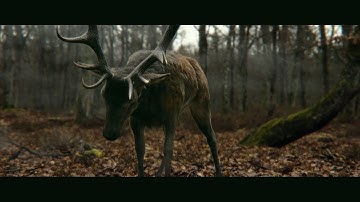 Charles DIERIC, CG - Lighting - Shading - Texturing - Show Reel