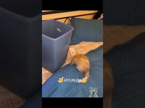 Skz Animal Version Ig