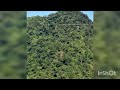 Tirolesa voo da serra no caminhos do mar no parque estadual da serra do mar