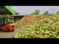 10000 pcs per dayamazing mass cut coconutcoconut factory in thailand