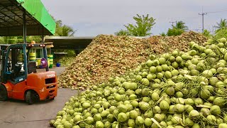 10 000 шт. в день/удивительная массовая резка кокоса/кокосовая фабрика в таиланде