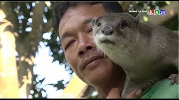 Người dân hiếu kỳ với hai con rái cá xuất hiện ở Đồng Tháp | LONG AN TV