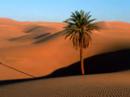 Sting Desert Rose Rosa del desierto mp3