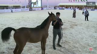 Download Mp3 N 26 SHALFA HABAYEB   The Arabian Horse Show For Local Breeders 2025   Filly Foals   Section B Class Gudang lagu Download Mp3 N 26 SHALFA HABAYEB   The Arabian Horse Show For Local Breeders 2025   Filly Foals   Section B Class
