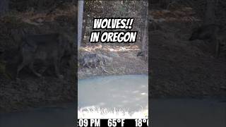 Wolves caught on the trail cam
