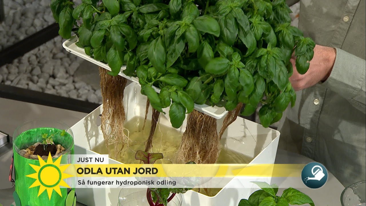 Nya trenden bland hemmaodlare – odla utan jord - Nyhetsmorgon (TV4)