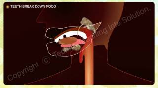 NUTRITION IN ANIMALS - 3 MOUTH.avi