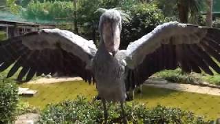 shoebill stork ハシビロコウ アサンテさんが やってくる ！