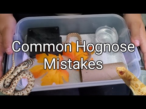 Video: Hvornår holder hognoser op med at vokse?