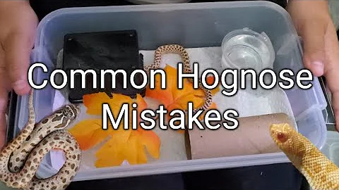 Common Hognose Mistakes