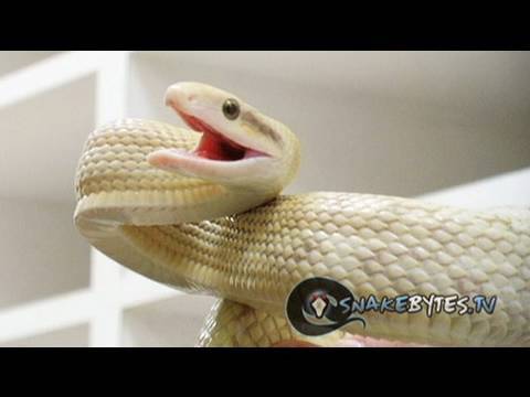 pythons for sale Snake Bytes TV - 