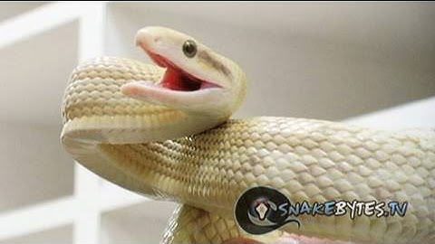 Snake Bytes TV - "Snake Bites With Fashion Sense"