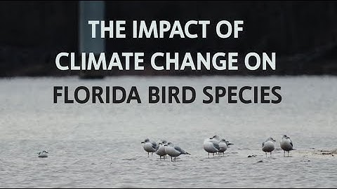 Project 4: Data Visualization/Animated Infographic (final)