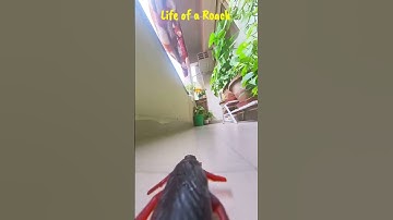 Insta360 X3 Hacks #insta360 #insta360x3 #360 #insta360camera #shorts