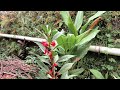Xiaomi 13T Cinematic Video Nature