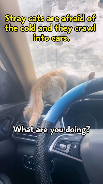 Stray Cat Afraid Of The Cold Crawls Into The Car Caring Car Owner stray-cat-afraid-of-the-cold-crawls-into-the-car-caring-car-owner