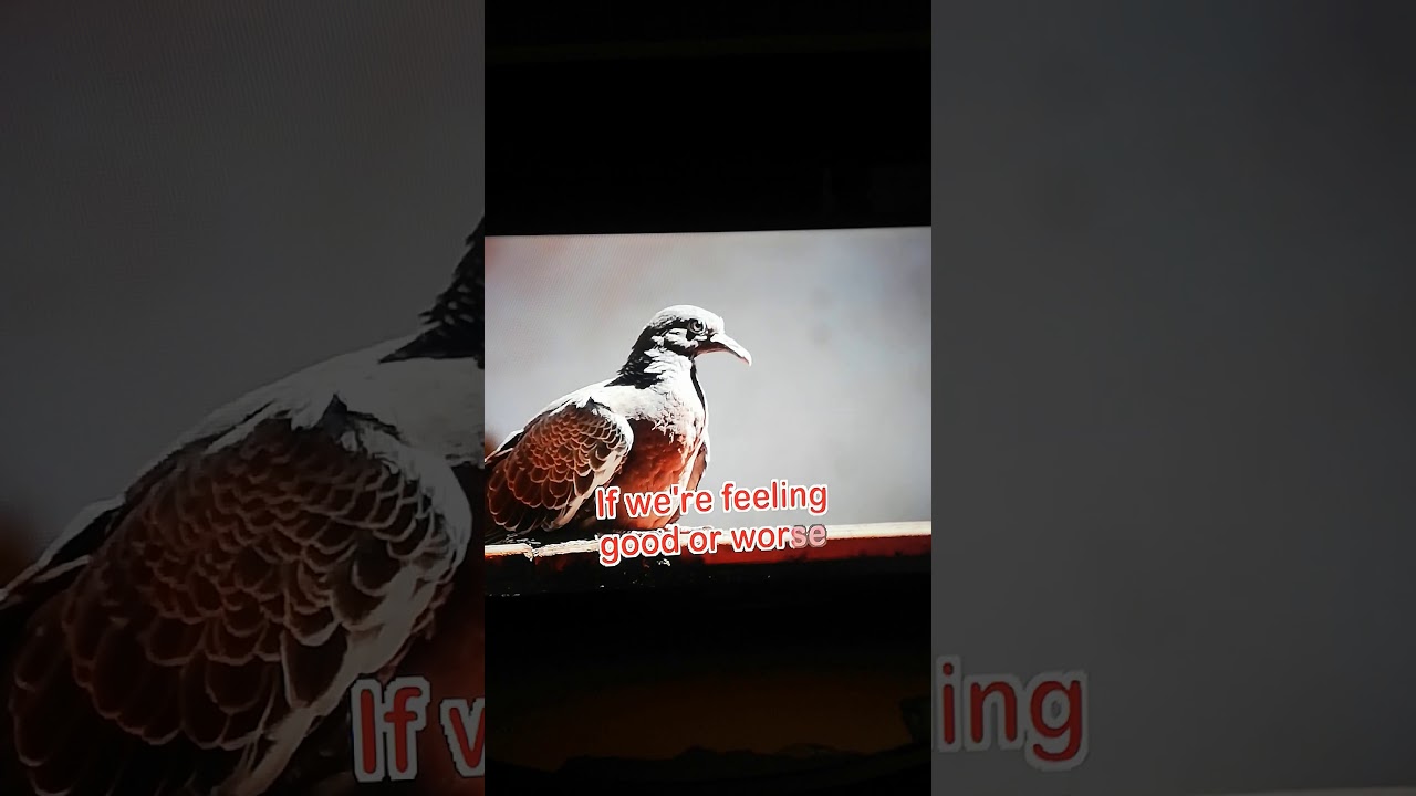 We Dont Have To Say The Words YouTube