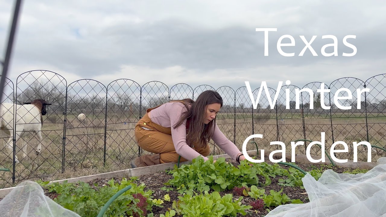 Winter Garden in Central Texas Zone 8b - YouTube