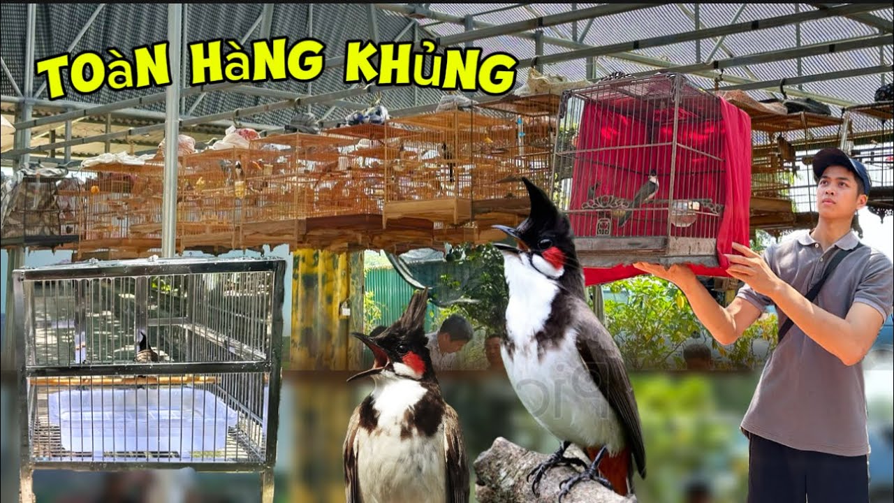 Lần Đầu đưa CHÀO MÀO nuôi trong Aviary LÊN GIÀN và giới thiệu mẫu LỒNG TẮM INOX 304 || Đạt Bird TV