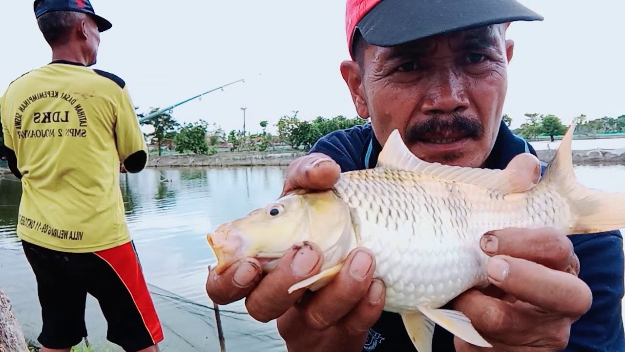 MANCING DI TAMBAK BANDENG