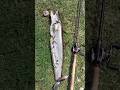 please subscribe #fishingshorts #carpfish #whowillbemylifepartnerta #carpfishinglife #carpfishing