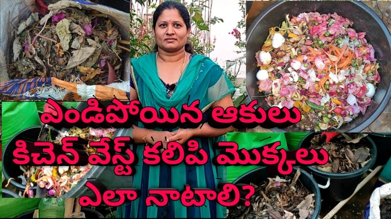 How to plant plants with dry leaves mixed with kitchen waste || #dryleaves  #kitchenwaste