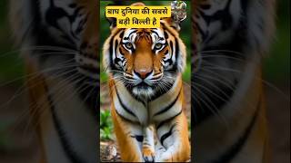 🐅 5 Amazing Facts About The Tiger You Didn’t Know!  #Tiger Facts # Wildlife Shorts#shorts #facts