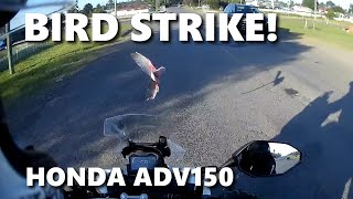 Bird Strike on a Scooter (Honda ADV150)