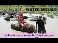 Almost fall off a WATER BUFFALO in MUD! (At Ontario Water Buffalo Company)