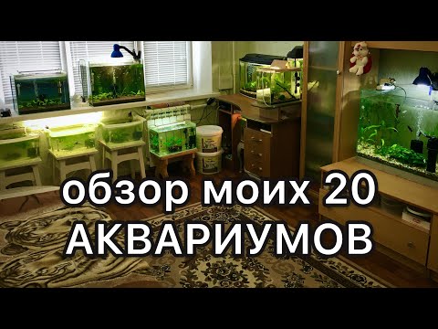Видео: Обзор моих 20 аквариумов