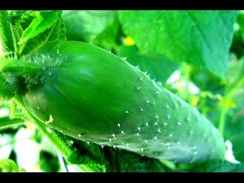 Video: Antracnose Ng Pipino