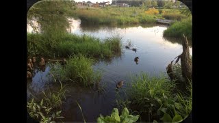 Working Wetlands: The Role of Wetlands in Nutrient Reduction - Part 1
