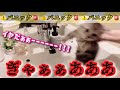 【🔥閲覧注意😱】子猫のお迎え初日で初めてお風呂‼️とんでもないことになりました😭💦
