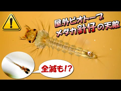 初心者注意！メダカ屋外飼育でビオトープ内の稚魚（針仔）を襲うヤバイ天敵（外敵）