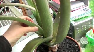 tending to the aloe vera plant