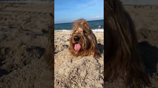 She buried my dog!! #goldenretriever #goldendoodle #funnydogs