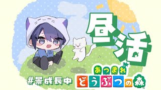 【あつまれどうぶつの森】高級街時々、広場時々、カブドリーム【長尾景/にじさんじ】