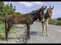 Donkey Ringtone Donkey Ringtone