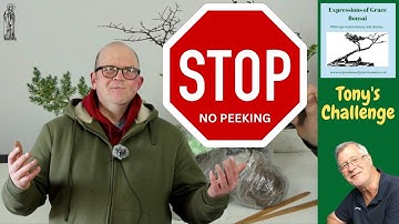 Tonys@TonysBonsai -  A Three Tree Challenge.