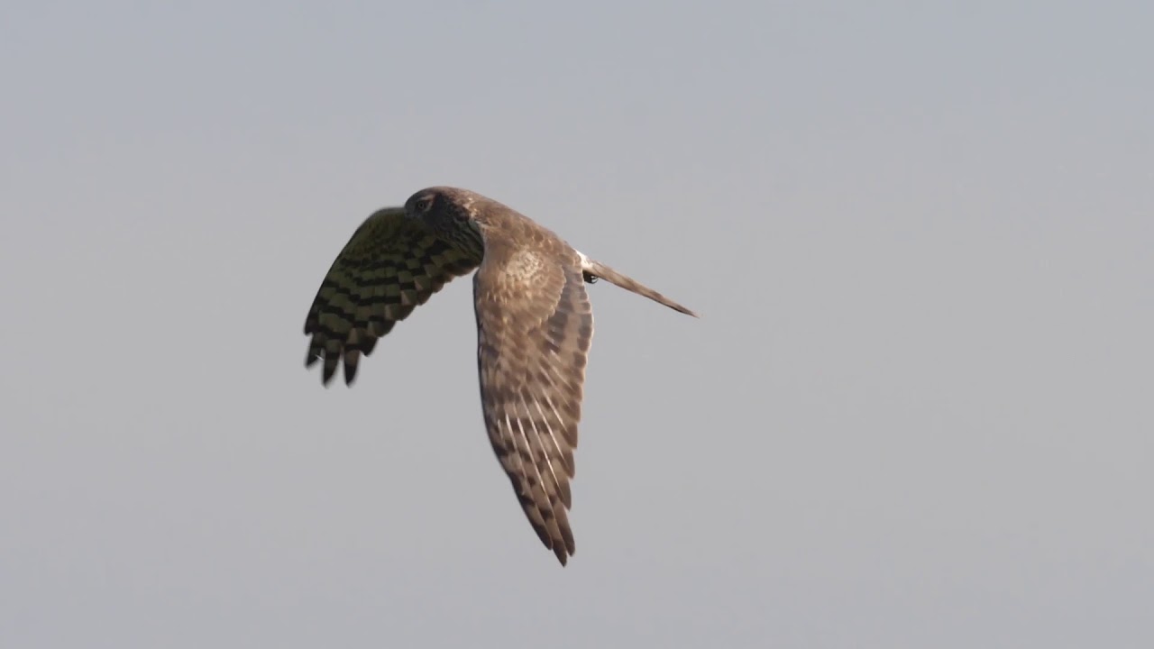 A szalakóta védelme a Kárpát-medencében