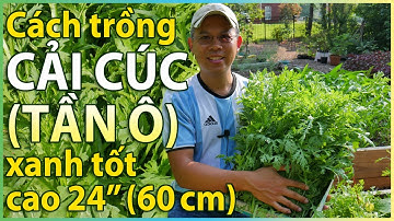 Cách trồng CẢI CÚC tần ô xanh tốt cao 24” (60cm) - Từ gieo hạt tới thu hoạch.