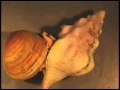 Solving a snail shell mystery