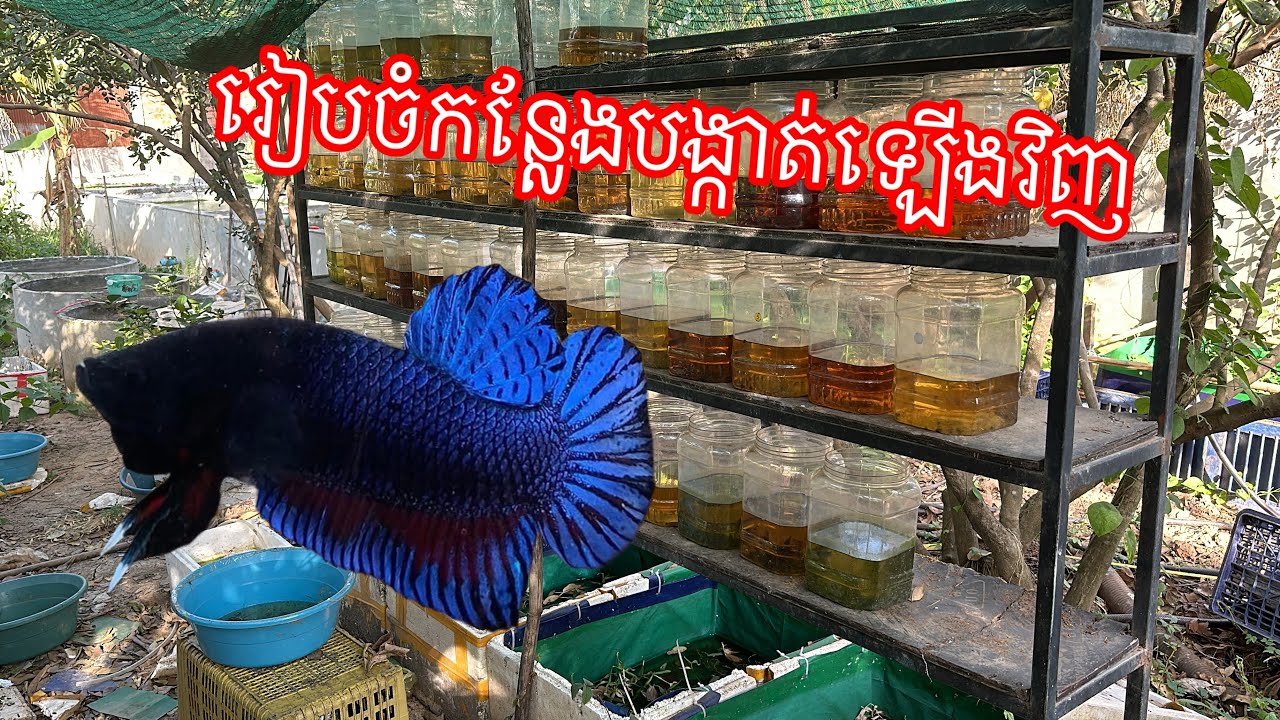 វិលត្រឡប់មកវិញជាមួយខ្ញុំ អ្នកបង្កាត់ត្រីក្រឹម #របៀបបង្កាត់ត្រីក្រឹម #ត្រីក្រឹម