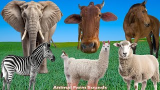 Herbivores: Cow, Horse, Giraffe, Elephant, Goat  Animal Paradise