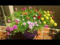 How to grow-Table Rose-Moss Rose-Portulaca Grandiflora-65 COLOR CUTTINGS AVAILABLE