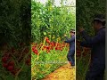 Smart Farming Hack 🍅✨😮 #FarmingTips #Tomato #AgriTech